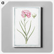 1-21_Hortus-Romanus-Botanical-Plates_canvas