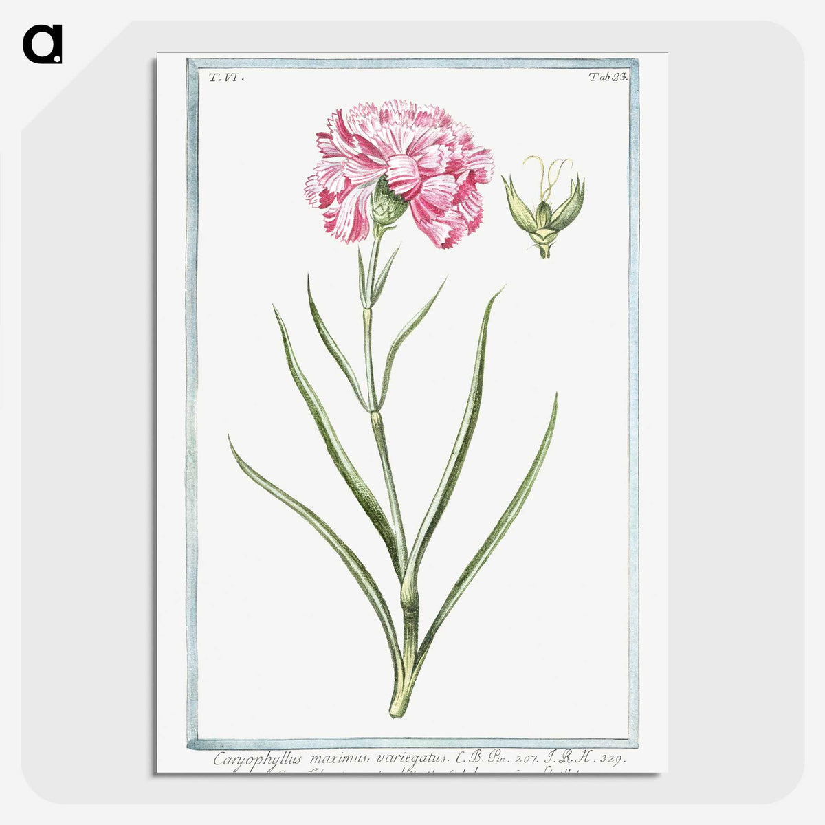 1-21_Hortus-Romanus-Botanical-Plates_picture-crop