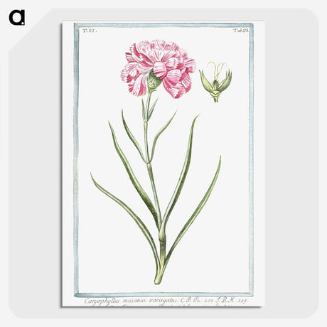 1-21_Hortus-Romanus-Botanical-Plates_picture-crop