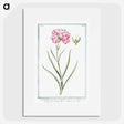 1-21_Hortus-Romanus-Botanical-Plates_picture