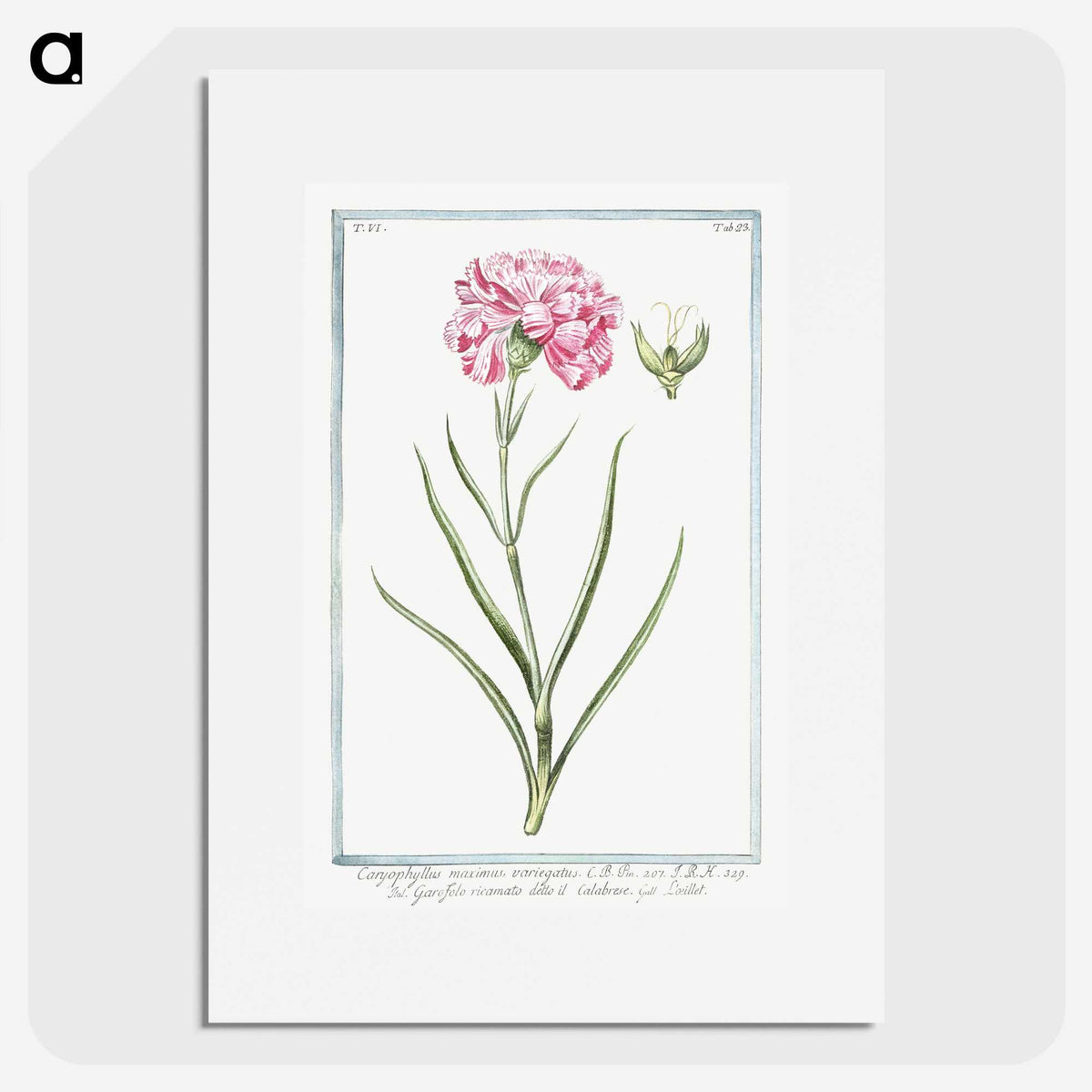1-21_Hortus-Romanus-Botanical-Plates_picture
