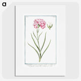 1-21_Hortus-Romanus-Botanical-Plates_picture
