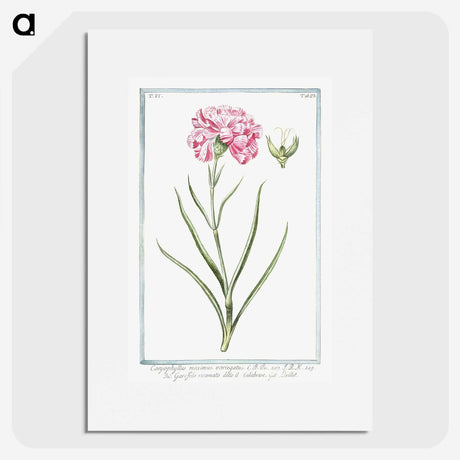 1-21_Hortus-Romanus-Botanical-Plates_picture