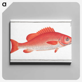 1-21_Ichtyologie-ou-Histoire-naturelle_canvas