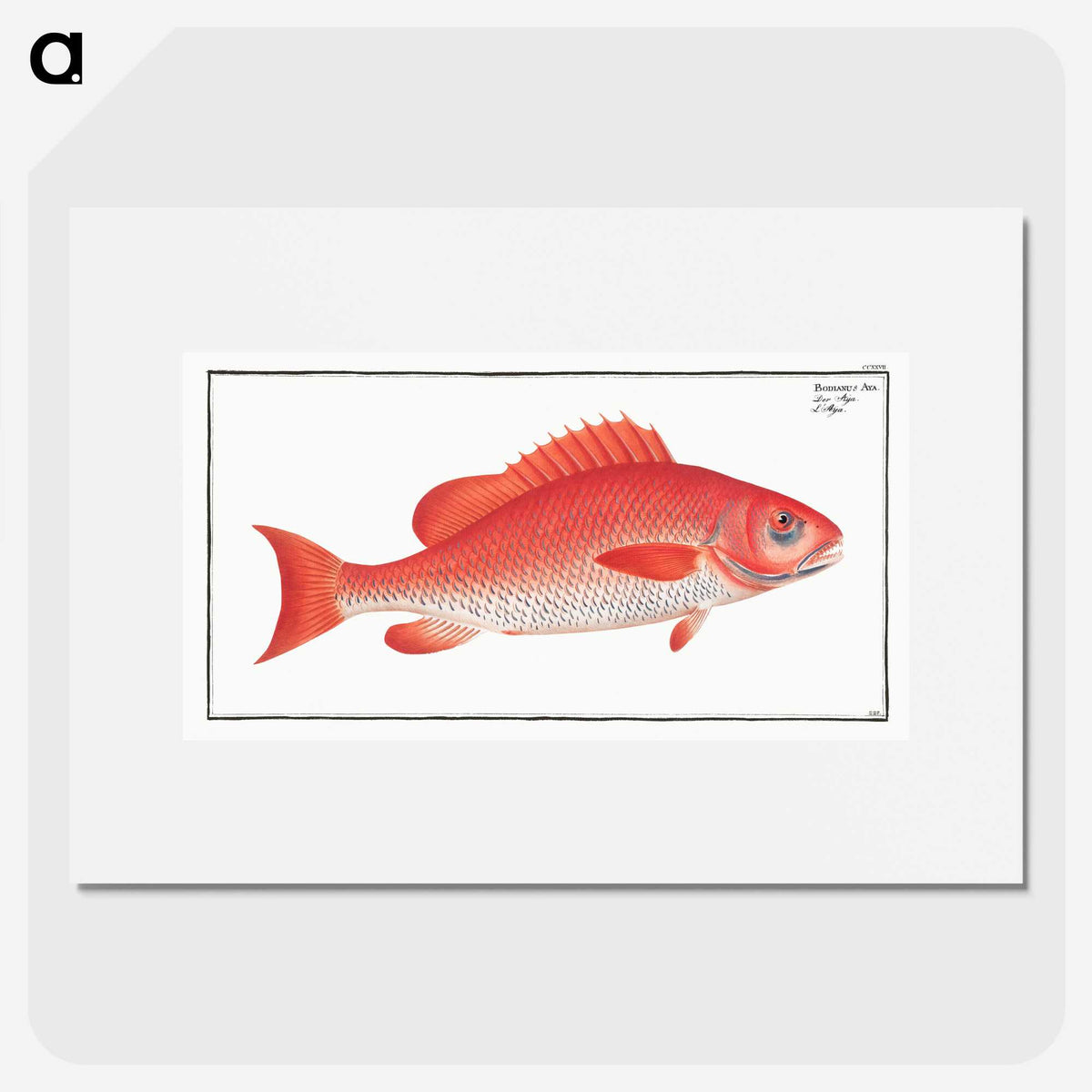 1-21_Ichtyologie-ou-Histoire-naturelle_picture