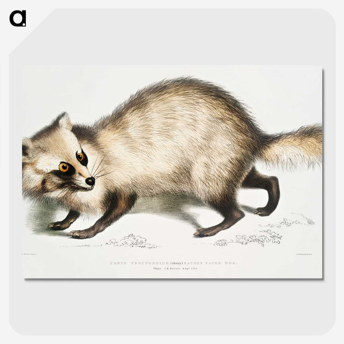 1-21_Indian-Zoology_picture-crop