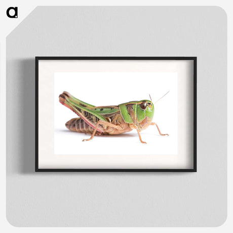 1-21_Insects-Unlocked-Project_blk