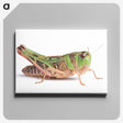 1-21_Insects-Unlocked-Project_canvas