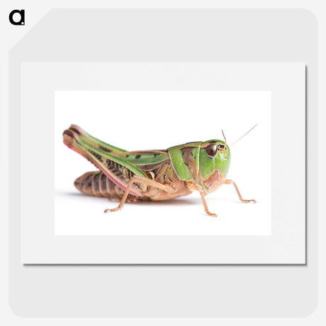 1-21_Insects-Unlocked-Project_picture