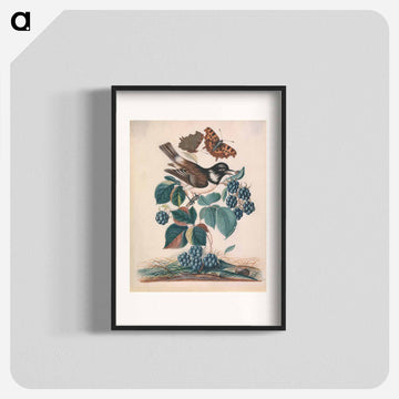 White-cheeked Starling with Bramble, Comma, and Ladybird Beetle
 - ジェームズ ボルトン Poster.