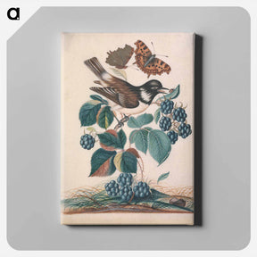 アートパネル-White-cheeked Starling with Bramble, Comma, and Ladybird Beetle
 - ジェームズ ボルトン Canvas.