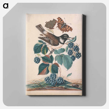 White-cheeked Starling with Bramble, Comma, and Ladybird Beetle
 - ジェームズ ボルトン Canvas.