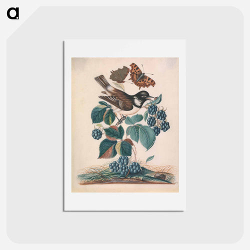 White-cheeked Starling with Bramble, Comma, and Ladybird Beetle
 - ジェームズ ボルトン Postcard.