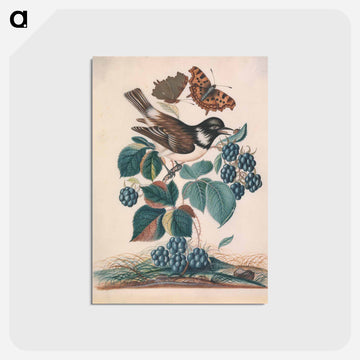 White-cheeked Starling with Bramble, Comma, and Ladybird Beetle
 - ジェームズ ボルトン Postcard.