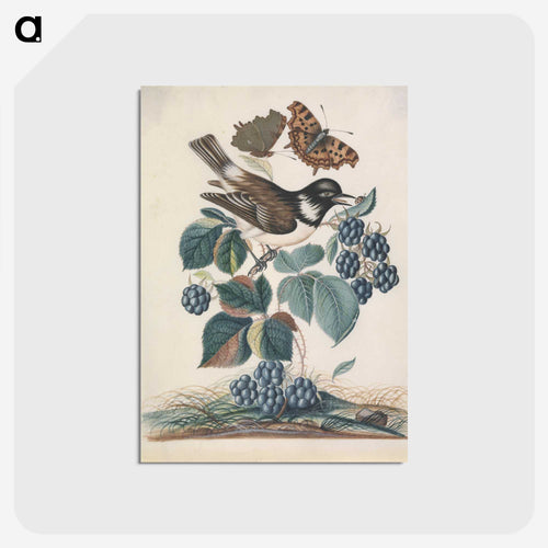 White-cheeked Starling with Bramble, Comma, and Ladybird Beetle
 - ジェームズ ボルトン Postcard.