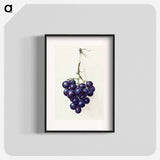 Bunch of blue grapes - ジャン ベルナール Poster.