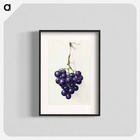 アートポスター-Bunch of blue grapes - ジャン ベルナール Poster.