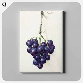 アートパネル-Bunch of blue grapes - ジャン ベルナール Canvas.