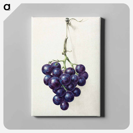 アートパネル-Bunch of blue grapes - ジャン ベルナール Canvas.