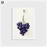 アートポストカード-Bunch of blue grapes - ジャン ベルナール Postcard.