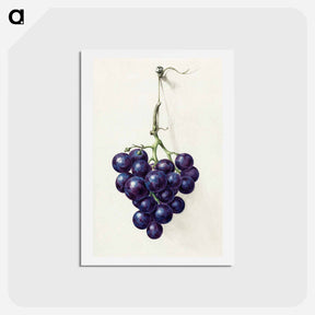 アートポストカード-Bunch of blue grapes - ジャン ベルナール Postcard.