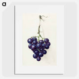 Bunch of blue grapes - ジャン ベルナール Poster.
