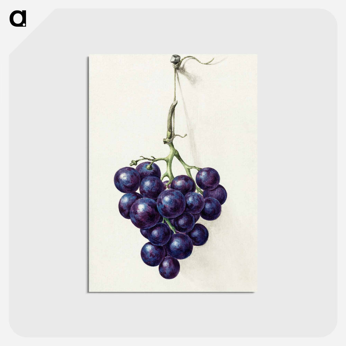 アートポストカード-Bunch of blue grapes - ジャン ベルナール Postcard.