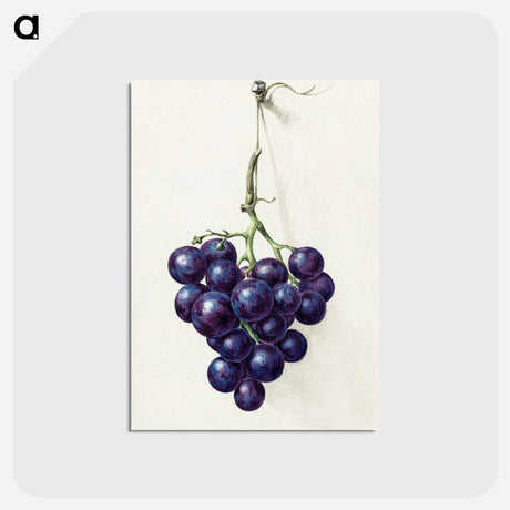 アートポストカード-Bunch of blue grapes - ジャン ベルナール Postcard.