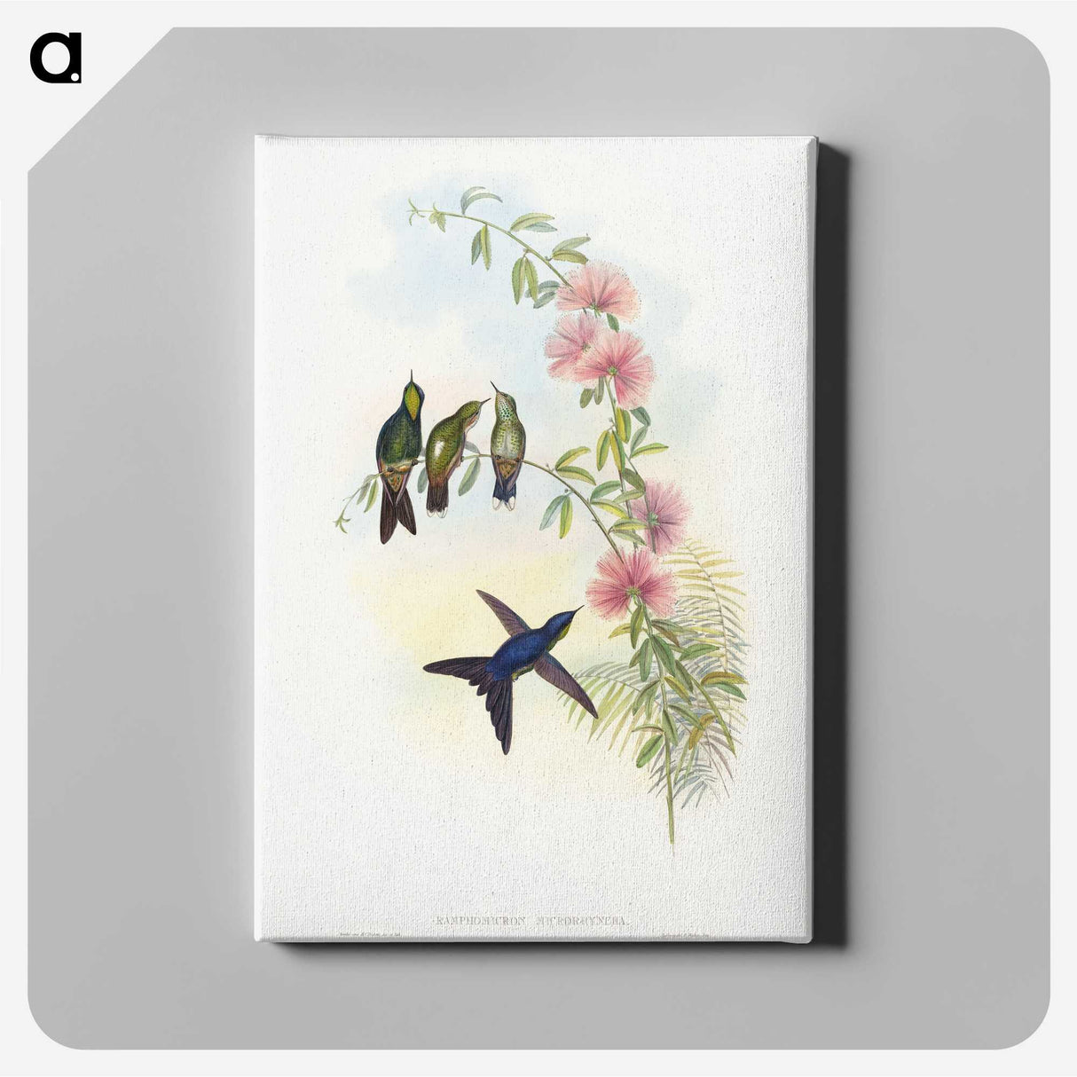 1-21_John-Gould_canvas