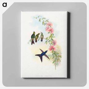アートパネル-Small-billed Thornbill
 - ジョン グールド Canvas.