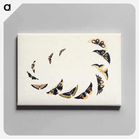 アートパネル-Vintage butterfly - 神坂 雪佳 Canvas.