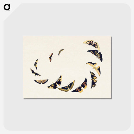 アートポストカード-Vintage butterfly - 神坂 雪佳 Postcard.