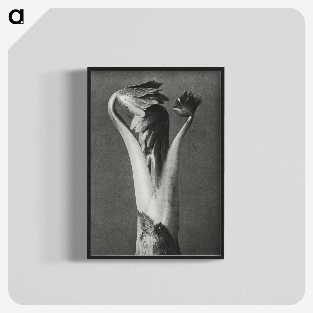 1-21_Karl-Blossfeldt_blk-crop