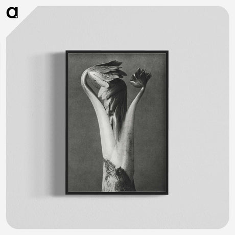 1-21_Karl-Blossfeldt_blk-crop