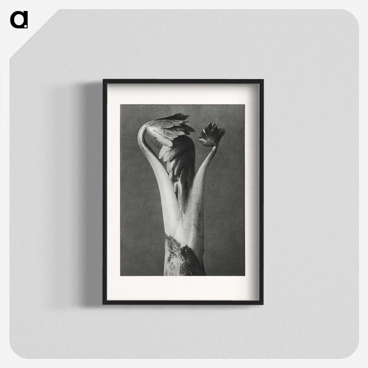 1-21_Karl-Blossfeldt_blk