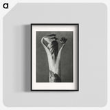 1-21_Karl-Blossfeldt_blk