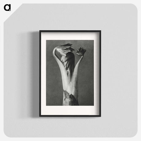 1-21_Karl-Blossfeldt_blk