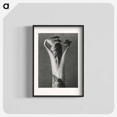 アートポスター-Aconitum - カール ブロスフェルト Poster.