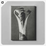 1-21_Karl-Blossfeldt_canvas
