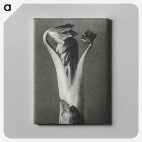 1-21_Karl-Blossfeldt_canvas