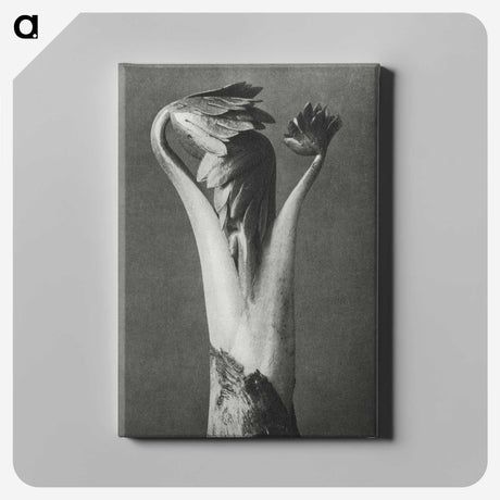 1-21_Karl-Blossfeldt_canvas