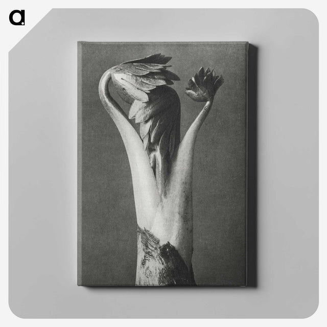 1-21_Karl-Blossfeldt_canvas