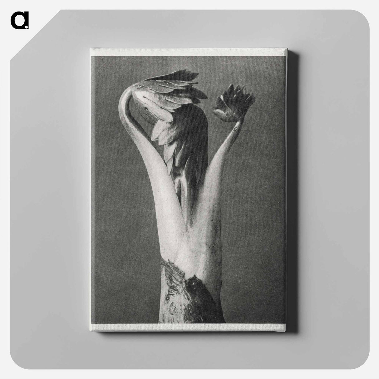 Aconitum - Karl Blossfeldt Canvas.