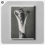 Aconitum - Karl Blossfeldt Canvas.