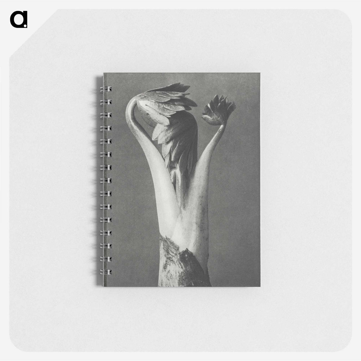 1-21_Karl-Blossfeldt_memo
