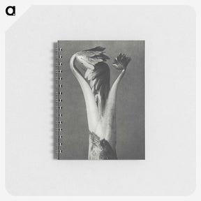 1-21_Karl-Blossfeldt_memo