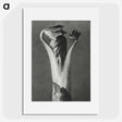 1-21_Karl-Blossfeldt_picture