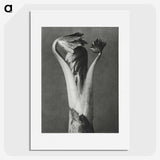 1-21_Karl-Blossfeldt_picture
