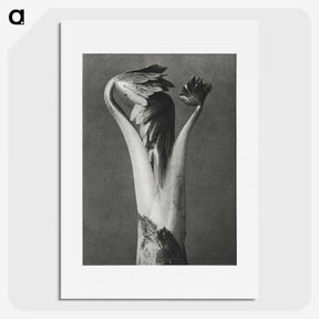 1-21_Karl-Blossfeldt_picture