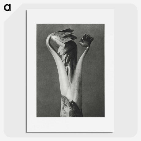 1-21_Karl-Blossfeldt_picture